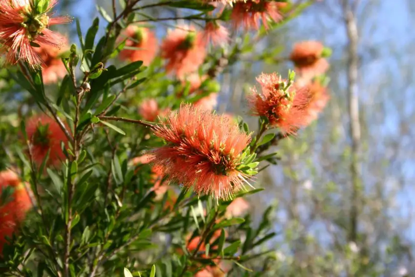 Callistemon: popularne gatunki, pielęgnacja i rozmnażanie